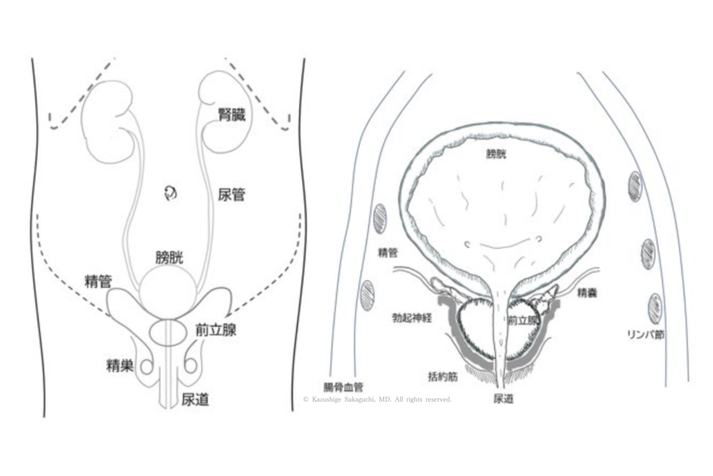男性骨盤内での膀胱と前立腺、尿道の位置関係を示した図