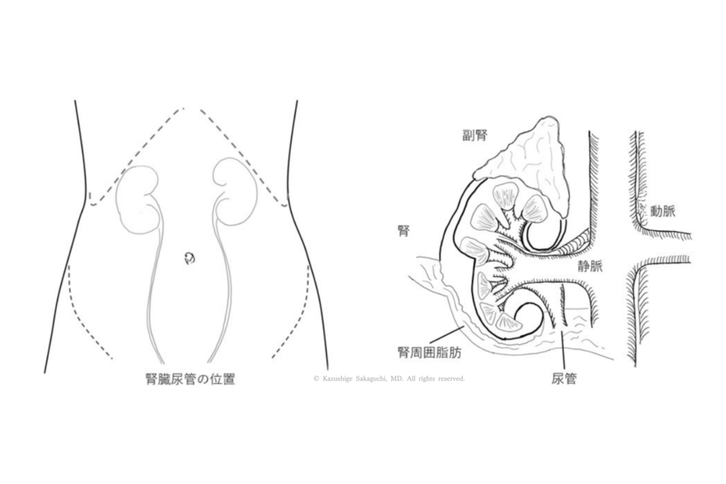 腎臓から尿管が膀胱へとつながる位置関係を、体表との対応を含めて示した図です。