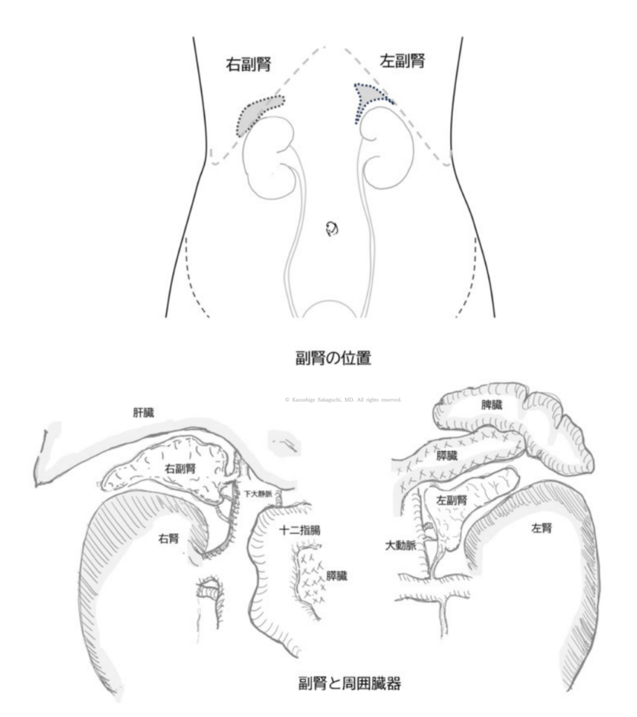 左右の腎臓の上に位置する副腎と、右側は肝臓・下大静脈、左側は脾臓・膵臓・大動脈など周囲臓器との位置関係を示した解剖図です。