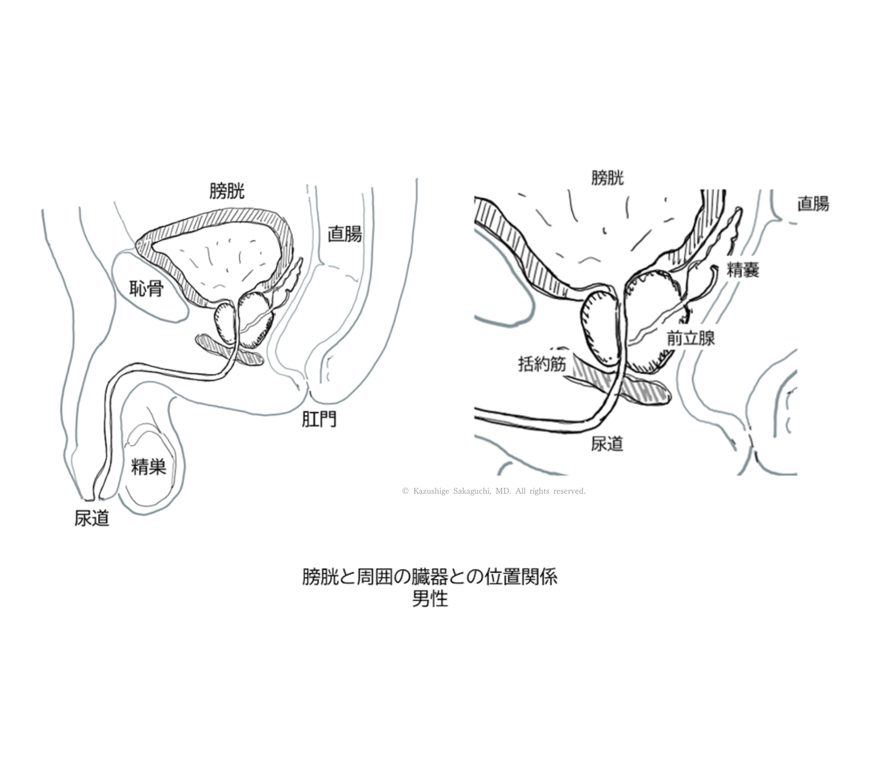男性における膀胱と前立腺・精嚢・直腸・尿道の位置関係を側面と拡大図で示した解剖図