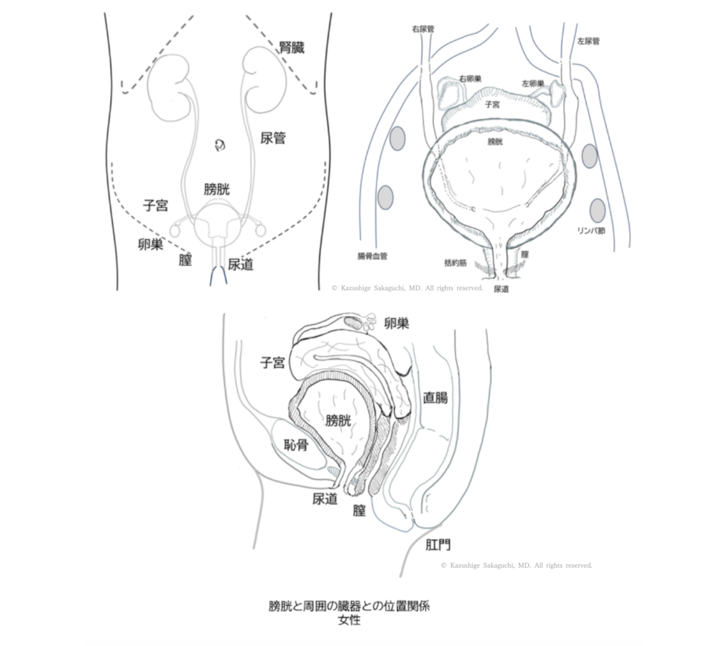 女性の膀胱と腎臓・尿管・子宮・卵巣・腟・直腸との位置関係を示した解剖図