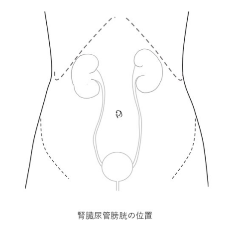 腎臓・尿管・膀胱の位置関係